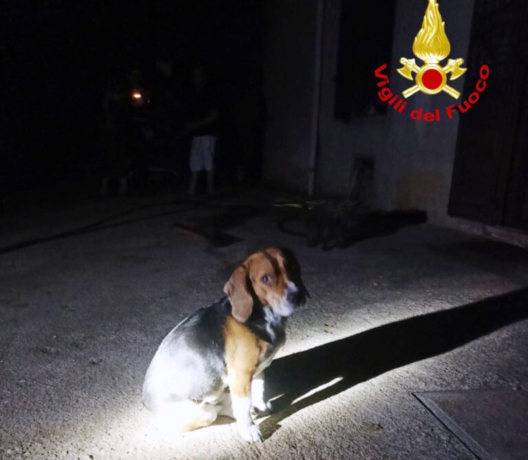cane salvato incendio vigili del fuoco (2)