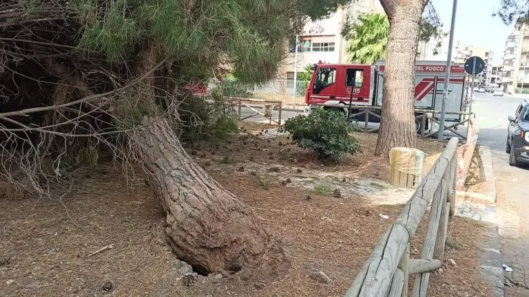 vigili del fuoco albero caduto