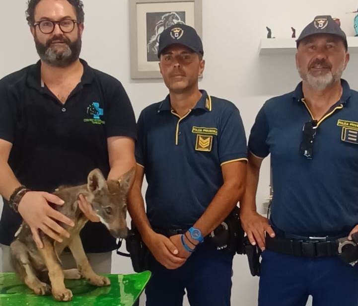 Cucciolo di lupo in sicurezza