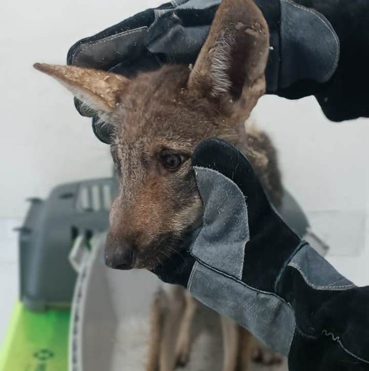 Il cucciolo di lupo soccorso