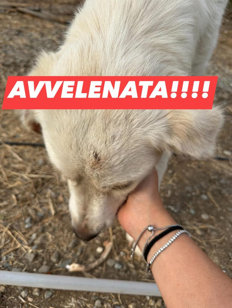 cane avvelenato