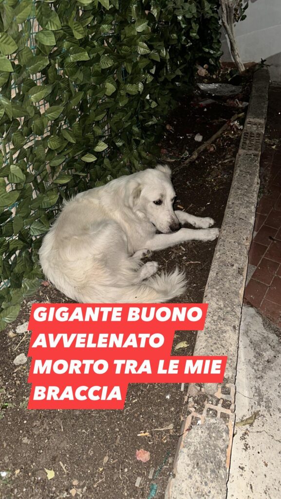 cane avvelenato