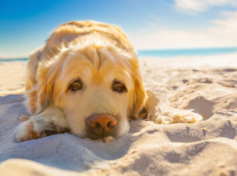 cani in spiaggia