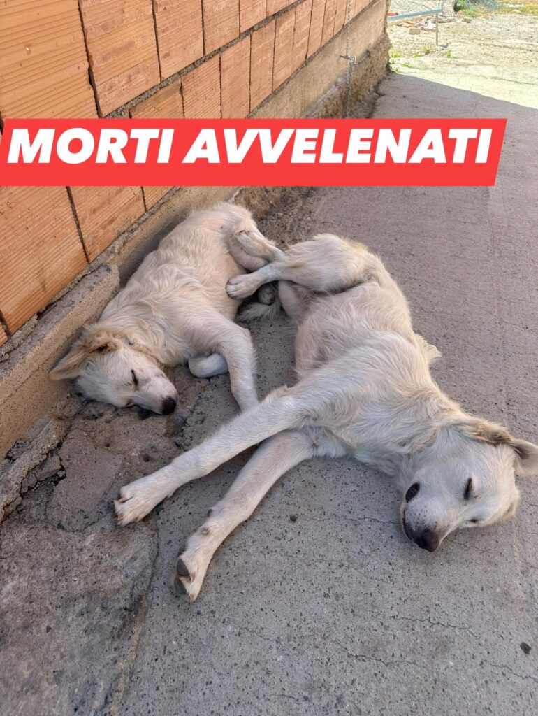 cani morti avvelenati