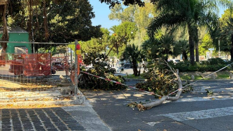 grosso ramo lungomare falcomatà (1)