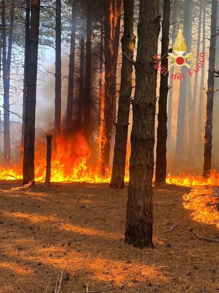 incendio bosco vigili del fuoco