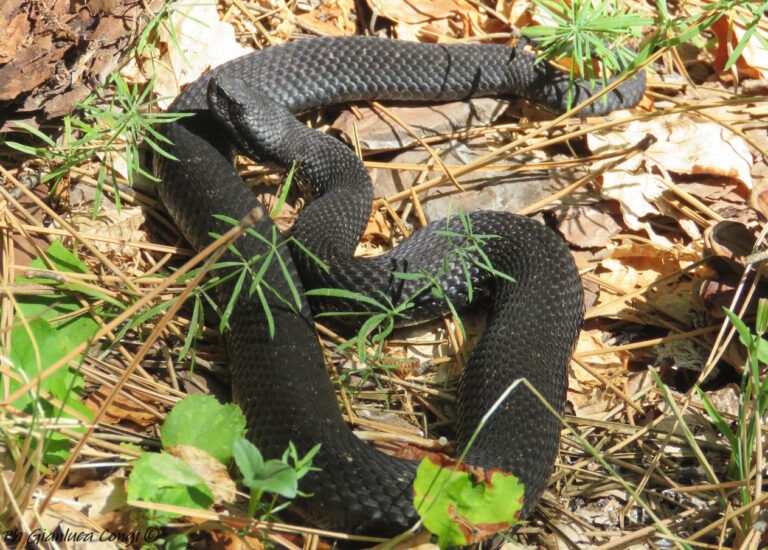 Vipera meridionale melanica ph G.Congi