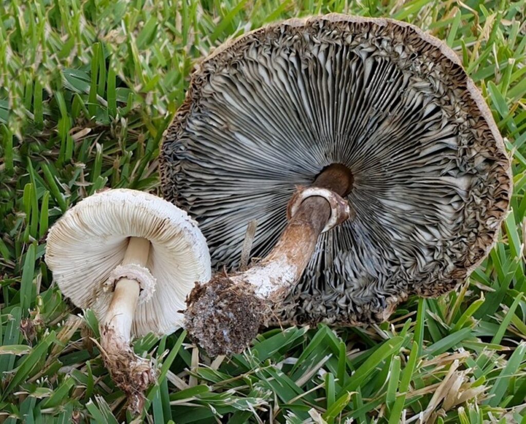 fungo Chlorophyllum molybdites