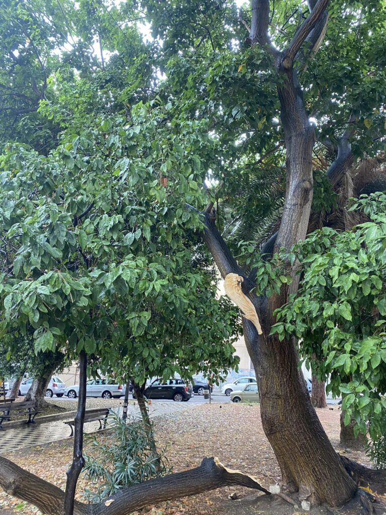 grosso ramo crolla piazzetta tremulini