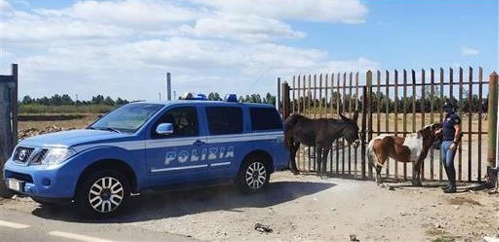 pony e asina salvati a catania