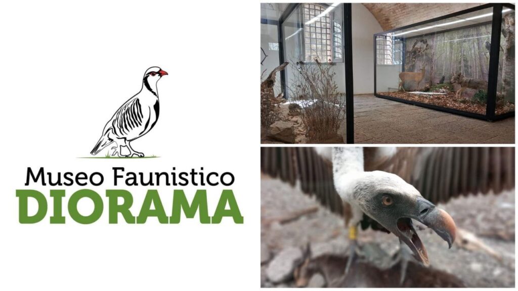 Museo Faunistico Diorama Campo Calabro Reggio Calabria