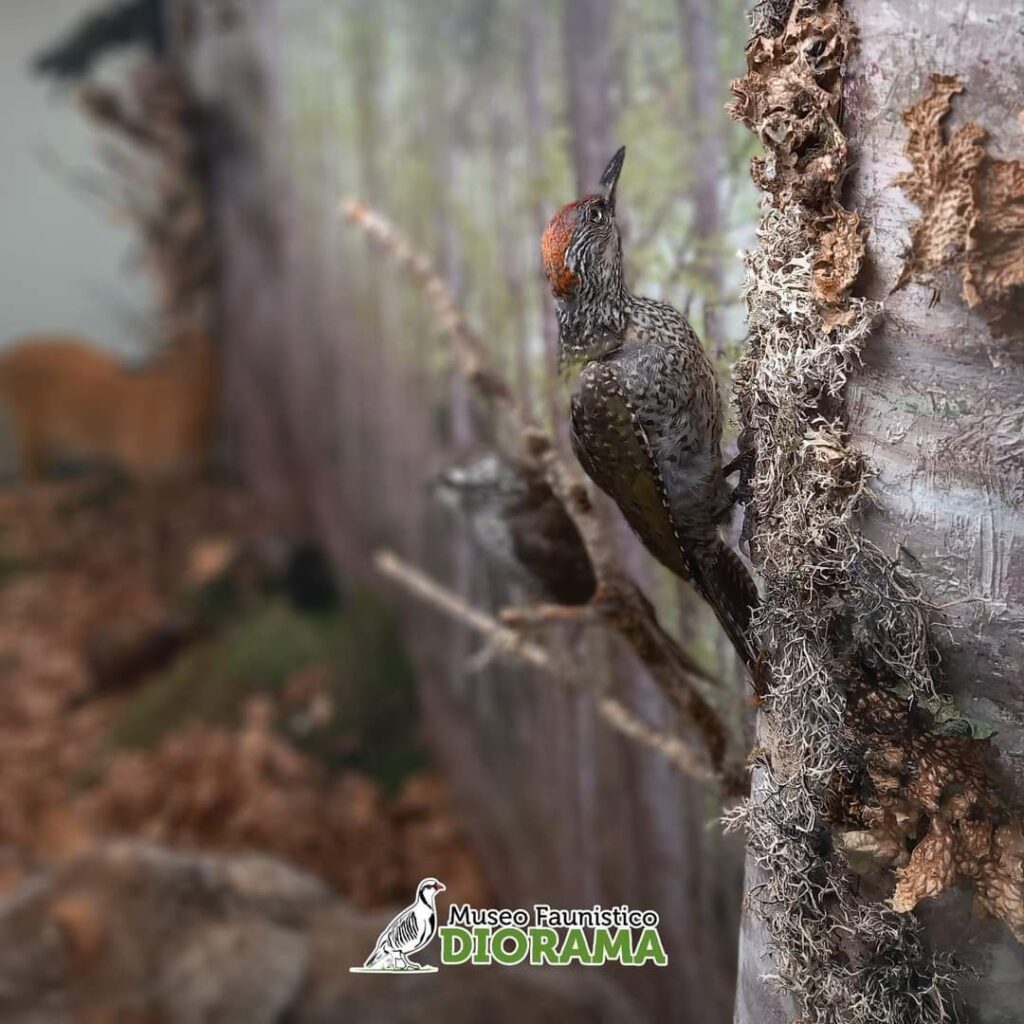 Museo Faunistico Diorama Campo Calabro Reggio Calabria