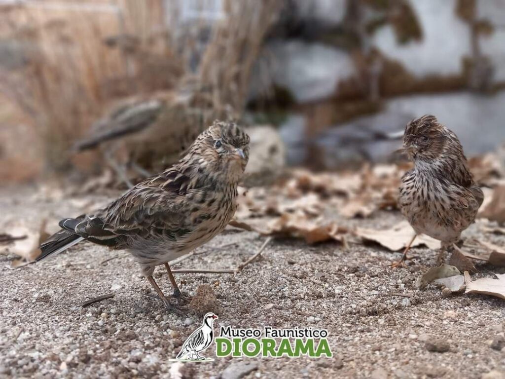 Museo Faunistico Diorama Campo Calabro Reggio Calabria