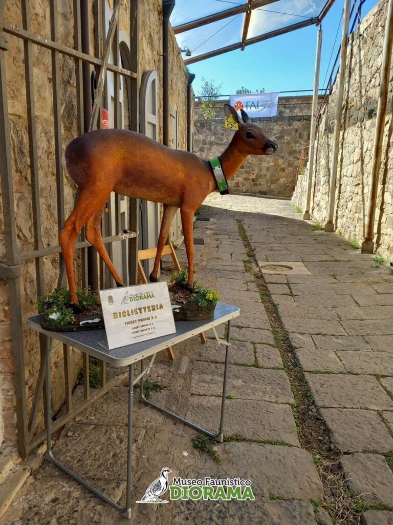 Museo Faunistico Diorama Campo Calabro Reggio Calabria