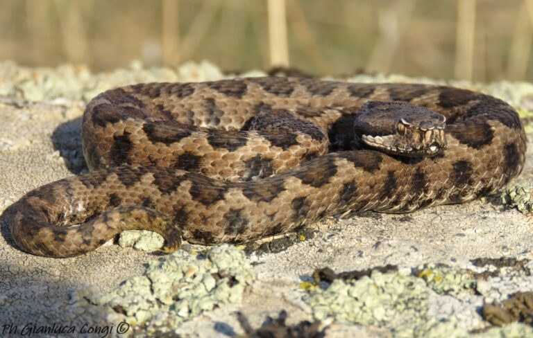 Vipera