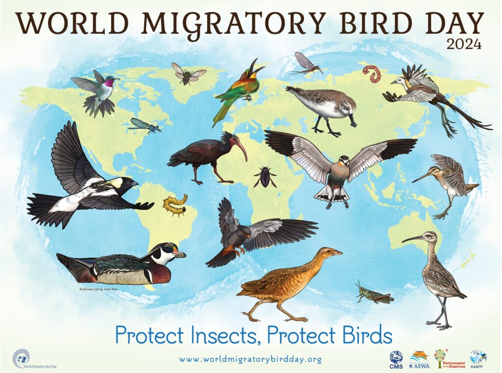 Word Migratory Bird Day 2024