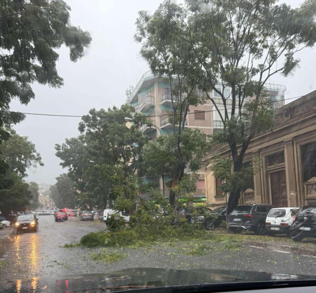 albero caduto via roma