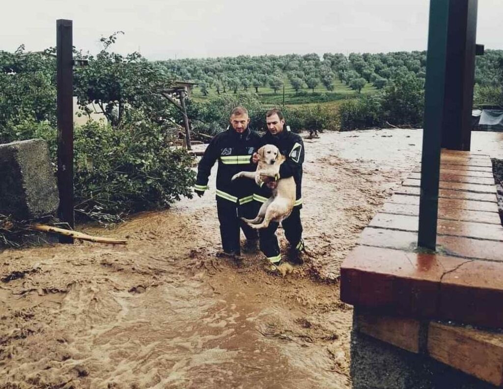 cane salvato dai vigili del fuoco