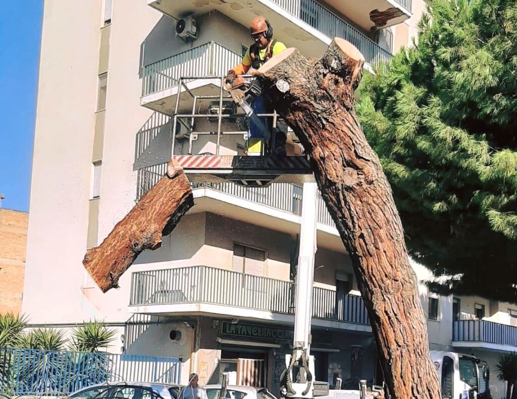 interventi manutenzione alberi