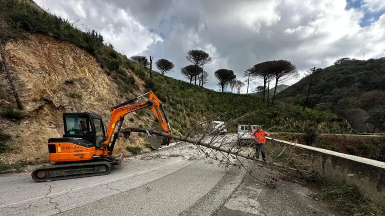 Taglio alberi pericolanti messina