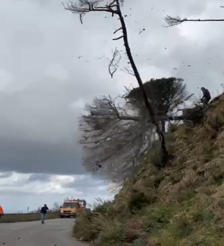 Taglio alberi pericolanti messina