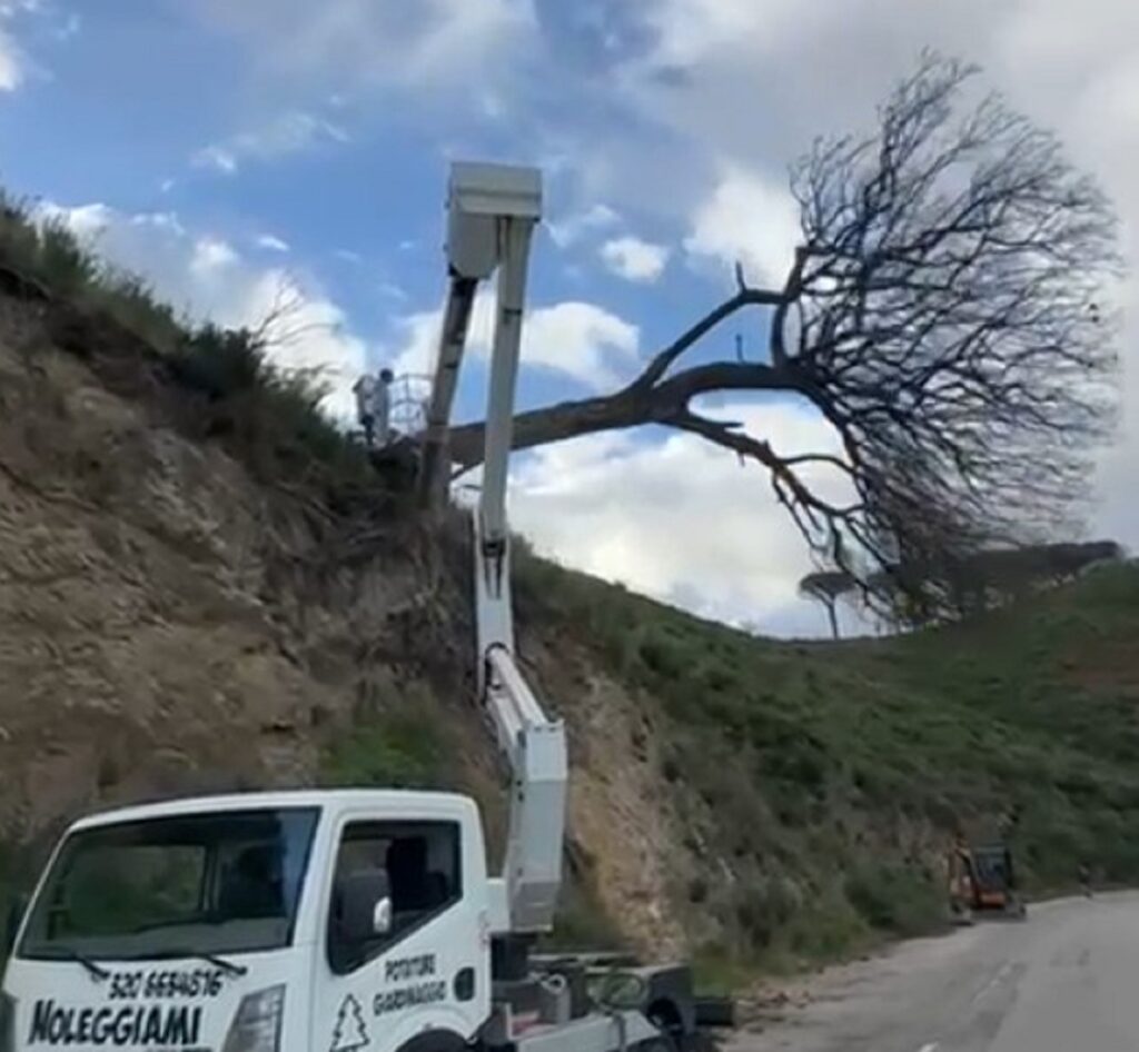 Taglio alberi pericolanti messina