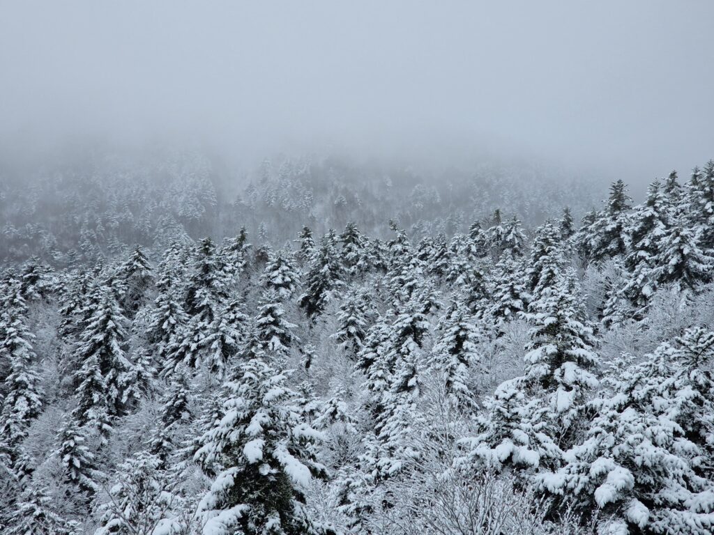 neve aspromonte 30 novembre 2024