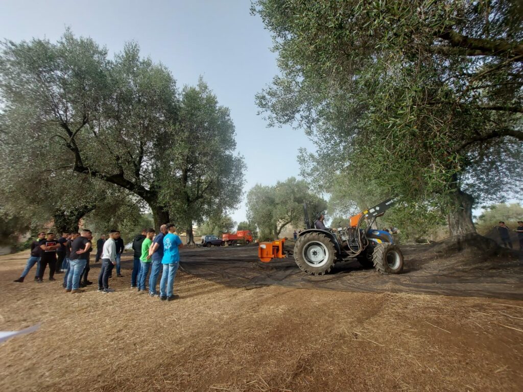 Alberi di ulivo