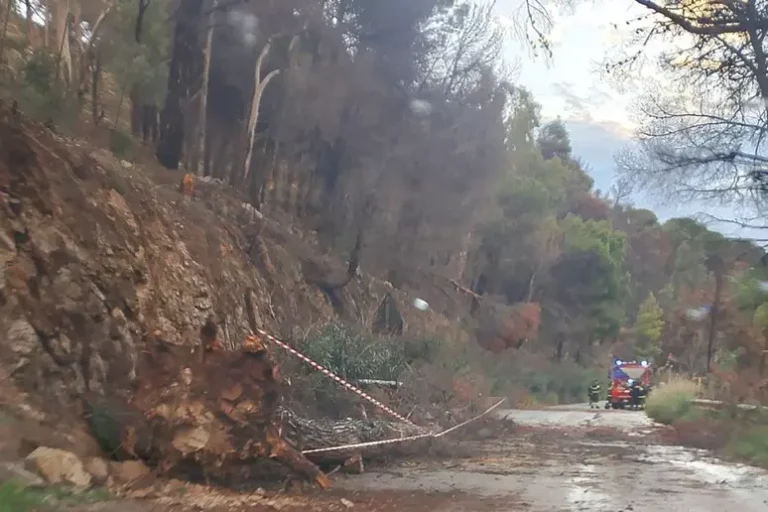 alberi caduti palermitano