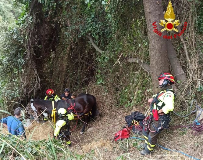 cavallo cade in un dirupo